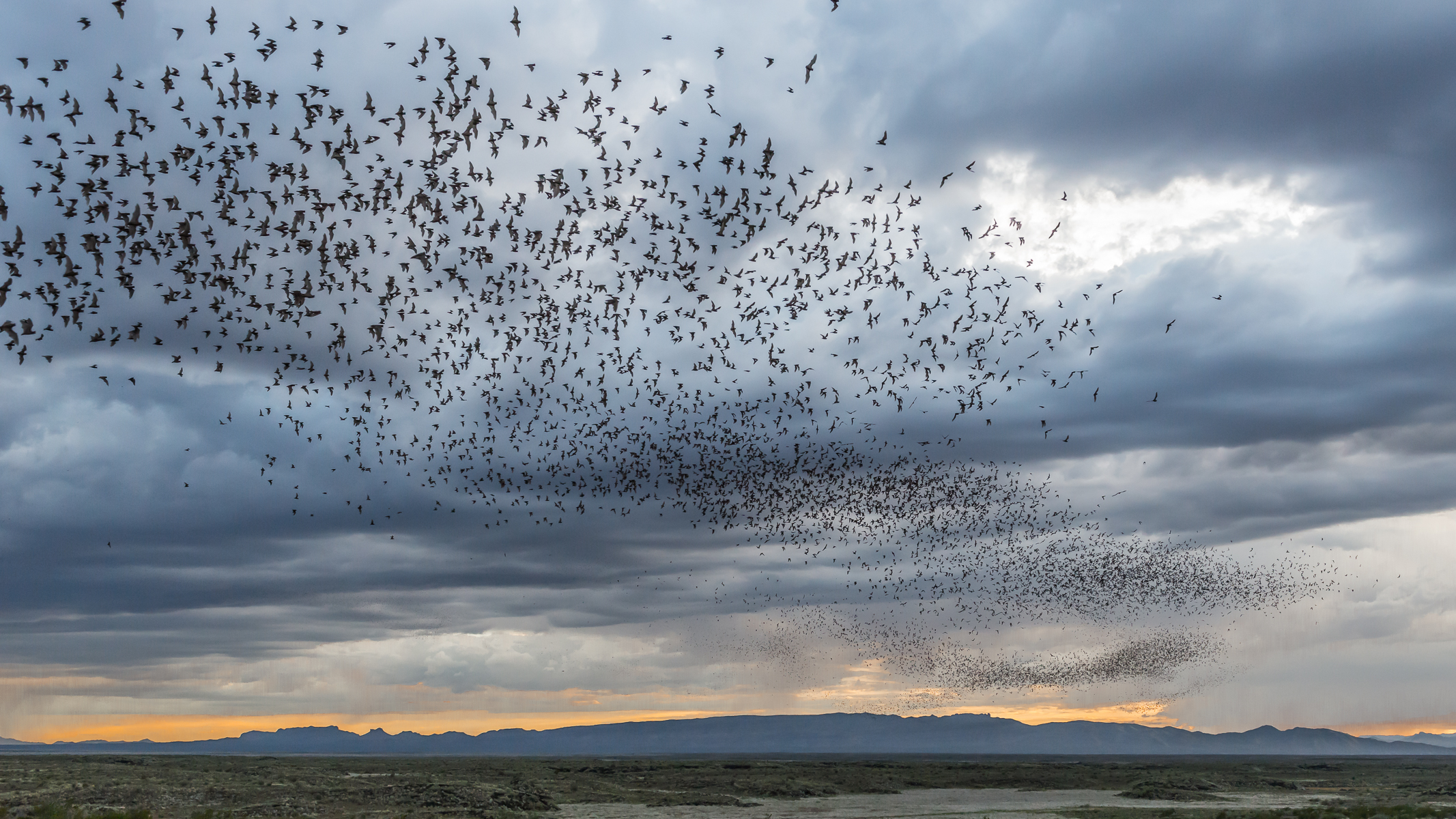 Ted Turner Expeditions' Armendaris Bat Flight excursion. (photo: Ammitt Booher)